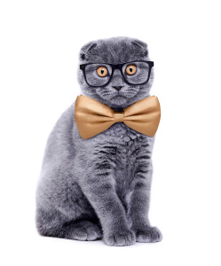 Grey Cat with Glasses
